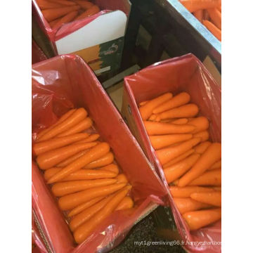 Saine / propre / meilleure qualité carotte fraîche en vente